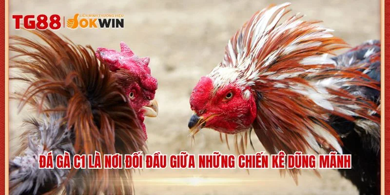 Đá gà C1 là nơi đối đầu giữa những chiến kê dũng mãnh