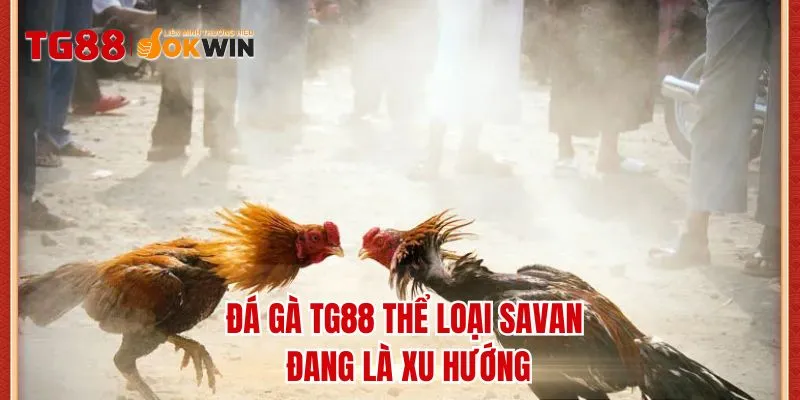 Đá gà TG88 thể loại savan đang là xu hướng